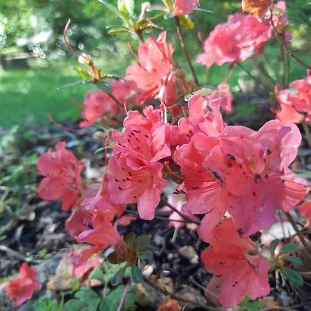 Pan Demeure Et Granges Montesquieu-Avantes