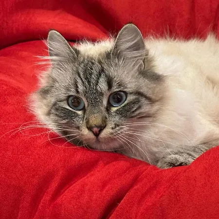 Pan Demeure Et Granges *